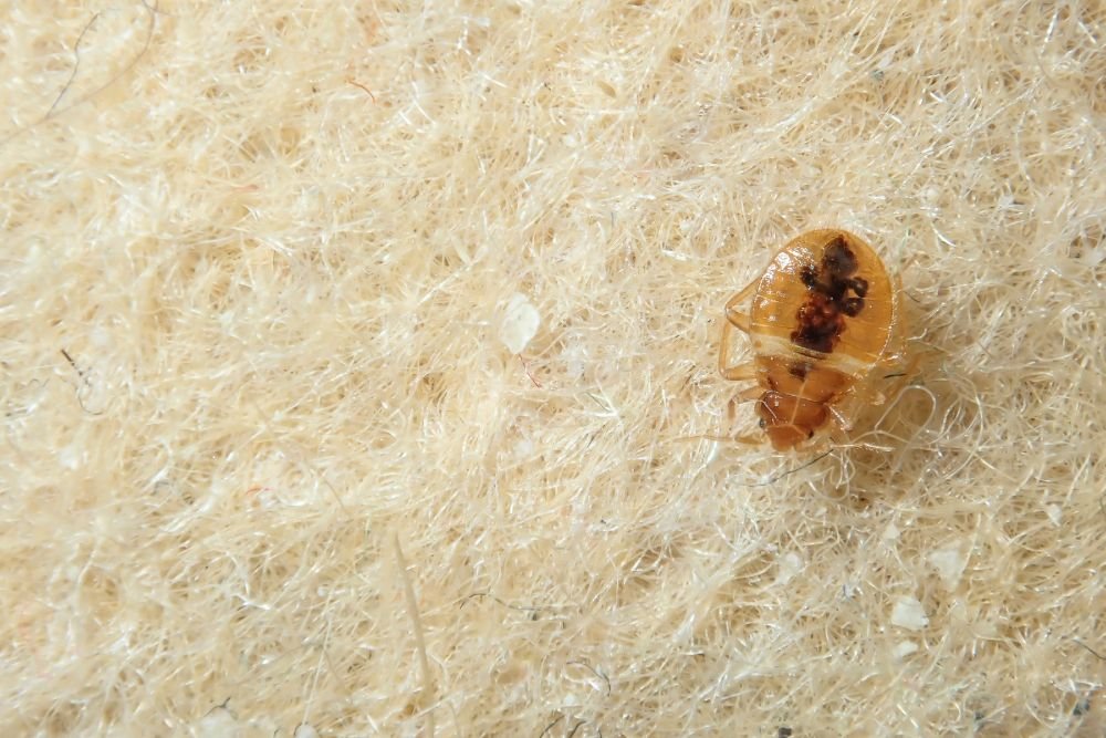 A detailed view of a bed bug resting on fabric, emphasizing the need for bed bug control services in Tampa, FL.