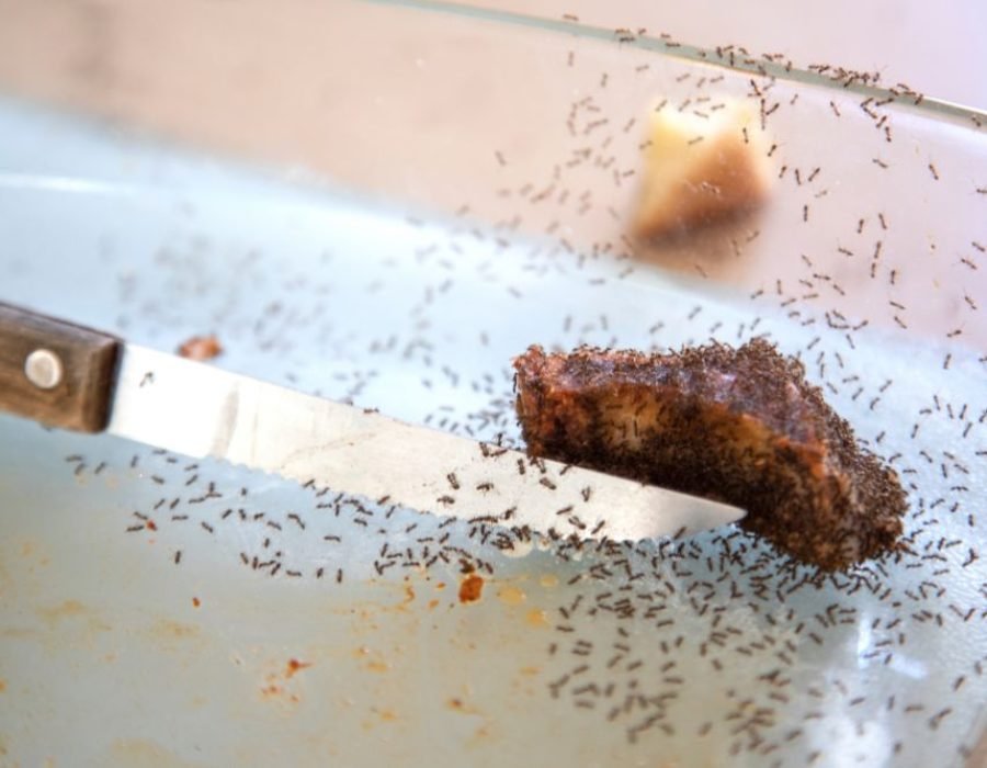 A slice of cake covered in ants, emphasizing the importance of ant control services available in Tampa, FL, for pest management.