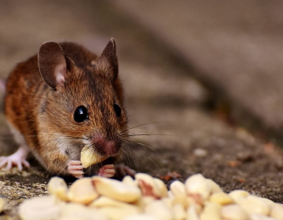 A mouse nibbling on peanuts on the ground, representing the rodent concerns managed by a rodent control service in Tampa, FL.