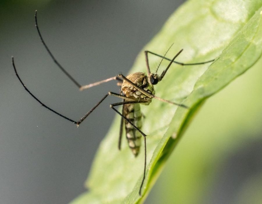 A mosquito on a leaf, illustrating the presence of pests and the necessity for mosquito control services in Tampa, FL.