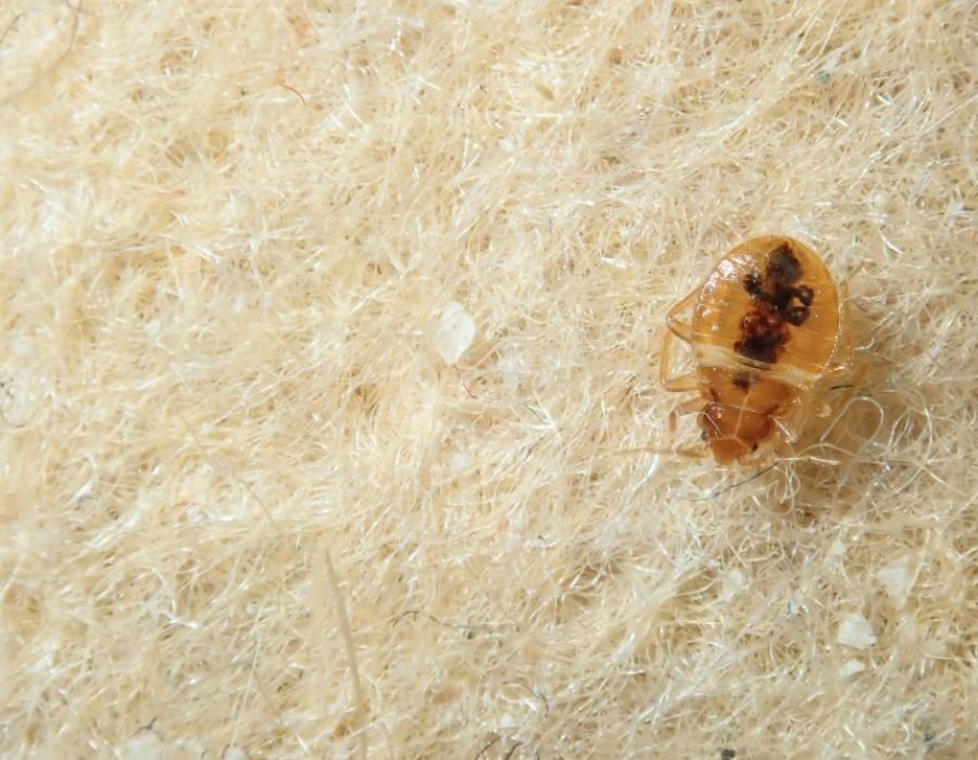 A detailed view of a bed bug resting on fabric, emphasizing the need for bed bug control services in Tampa, FL.