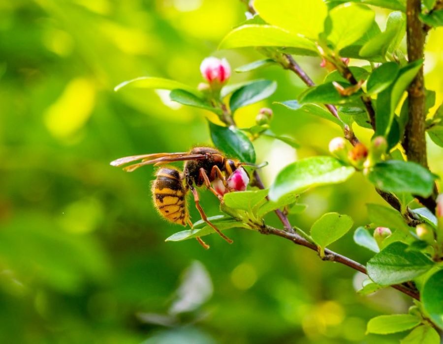 A wasp on a tree branch with lush green leaves, emphasizing the need for stinging control services in Tampa, FL.