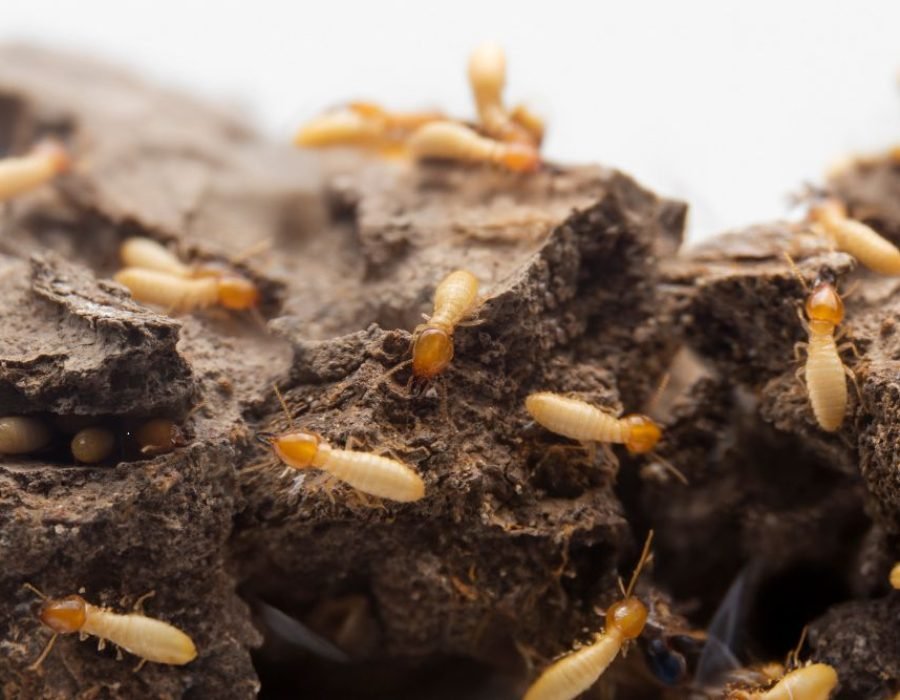 Termites gathered on a rock, illustrating the necessity for effective termite control services in Tampa, FL.