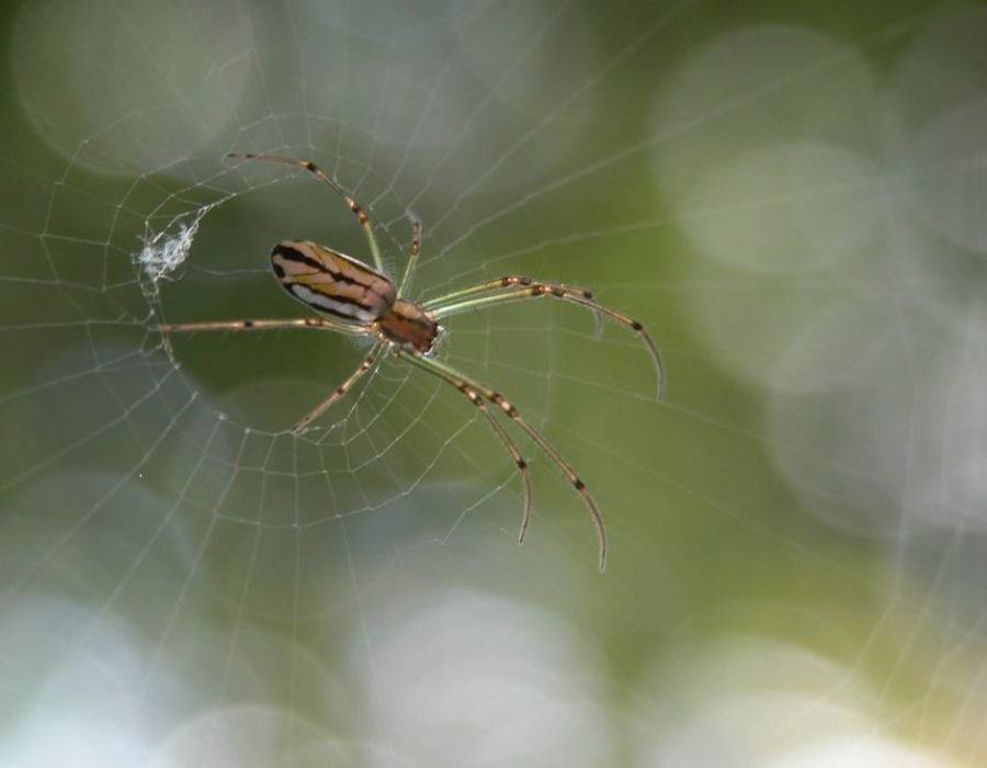 A spider perched on its web, illuminated by sunlight, emphasizes its craftsmanship. Spider control service offered in Tampa, FL.
