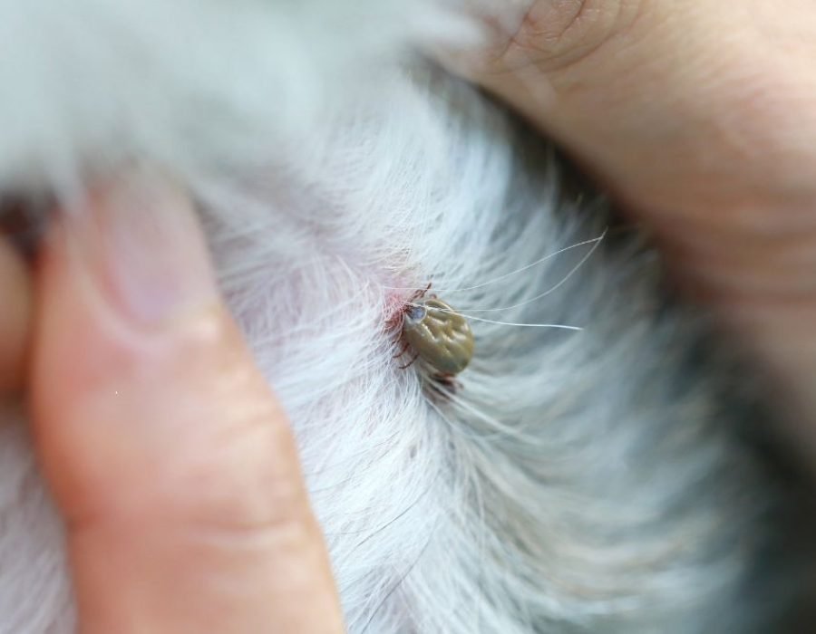 A person is holding a small white dog with a tick, illustrating the necessity of tick and flea control services in Tampa, FL.