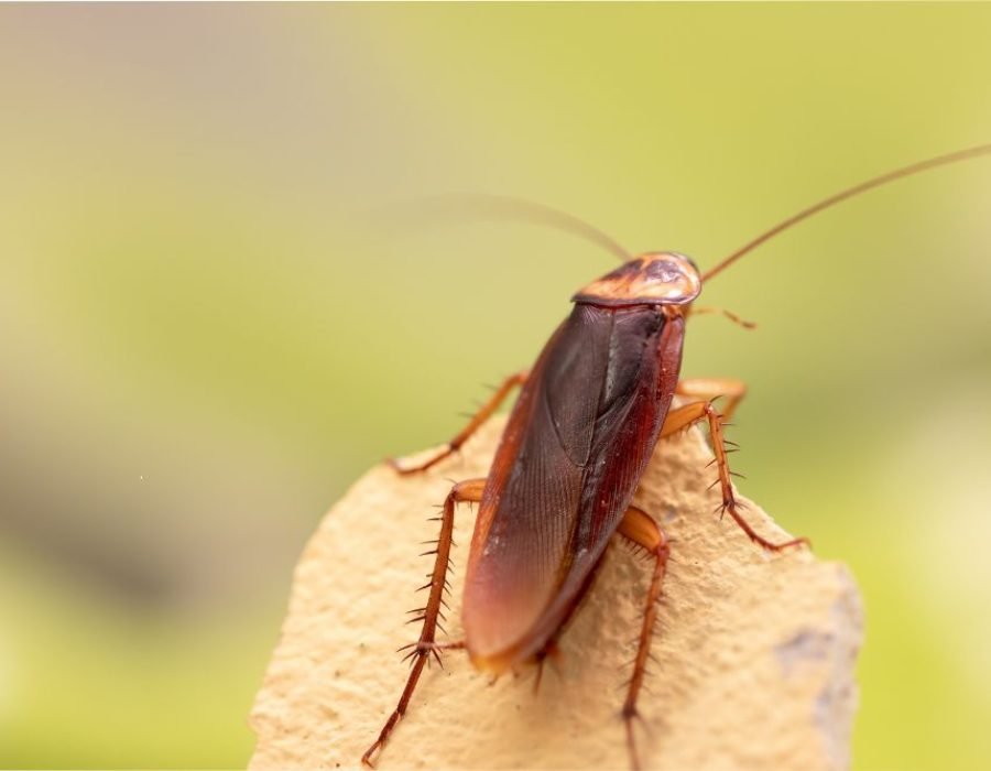 A cockroach on a rock, illustrating the focus of pest control services in Tampa, FL, aimed at addressing roach infestations.